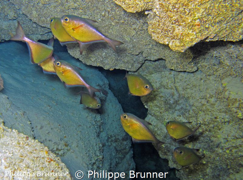 Poissons hachette by Philippe Brunner 