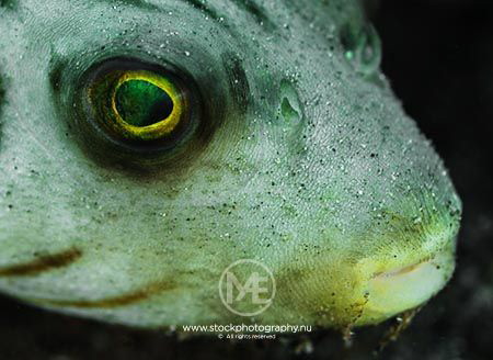 Super close-up of a lined pufferfish by Arno Enzo 