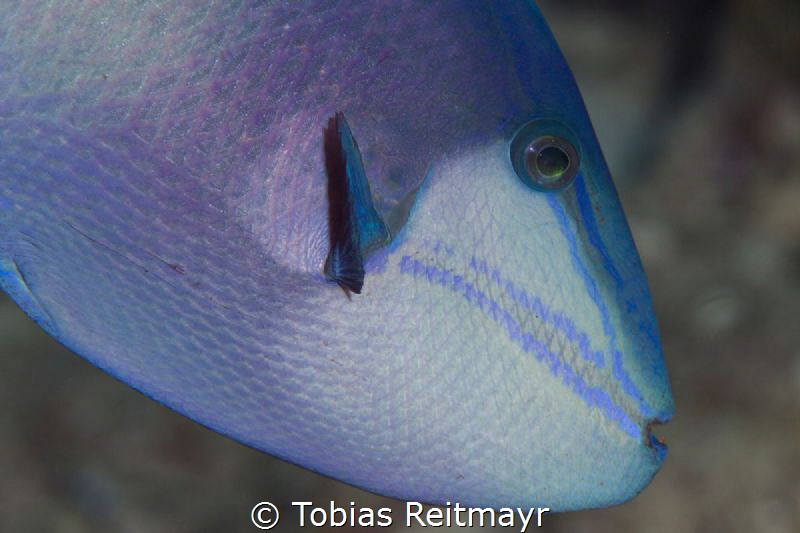 Redtooth triggerfish, Hin Daeng by Tobias Reitmayr 