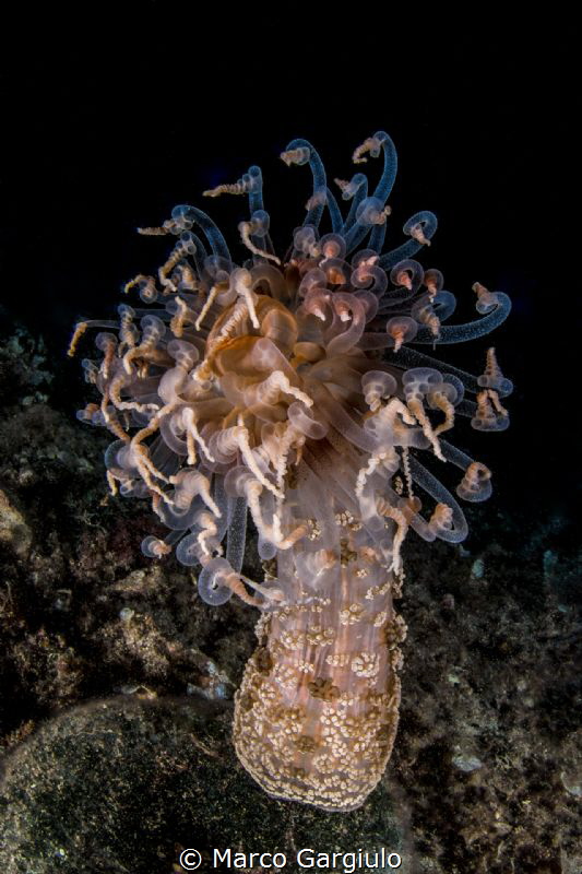 Alicia mirabilis, night dive by Marco Gargiulo 