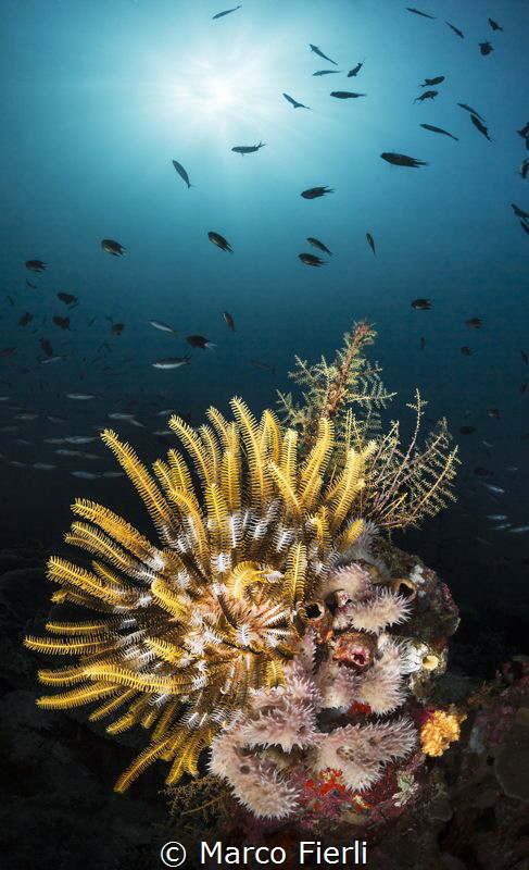 Crinoid in the Morning Sun by Marco Fierli 