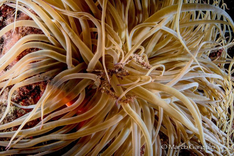 Anemonia sulcata with a crab by Marco Gargiulo 