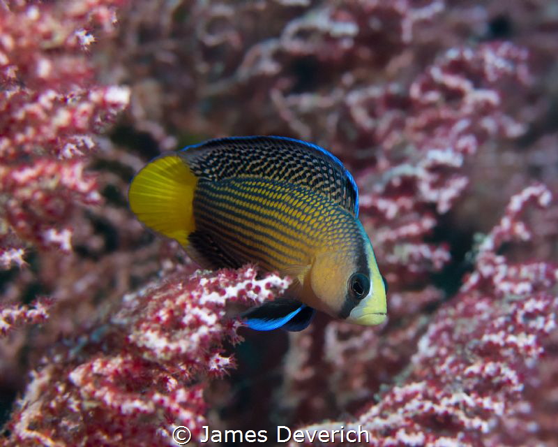 Spotted Dotty back with a decent background for a change by James Deverich 