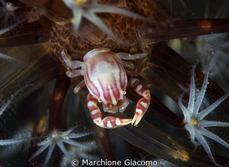 Porcelain crab
Lembeh straith
Nikon D800E, 105 macro Ni... by Marchione Giacomo 