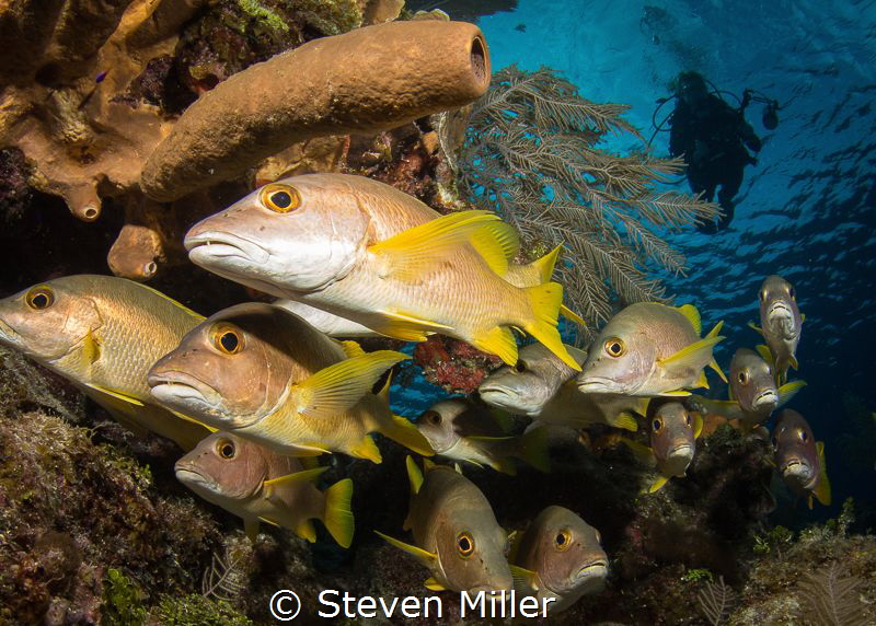 drifting through a school of grunts by Steven Miller 