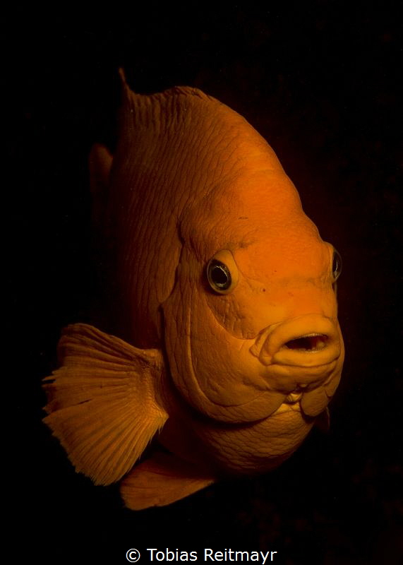 Garibaldi in the late afternoon, La Jolla Cove, San Diego by Tobias Reitmayr 