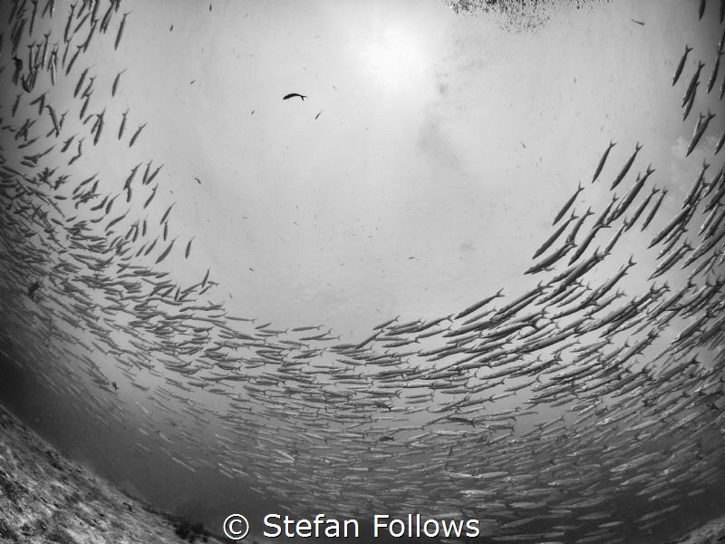 Hole in the Sky ... Chevron Barracuda - Sphyraena qenie. ... by Stefan Follows 