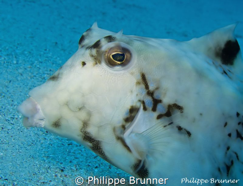 Cow's box fish by Philippe Brunner 