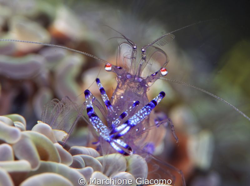 Commensalis shrimp
Lembeh strait
Nikon D800E , 105 macr... by Marchione Giacomo 