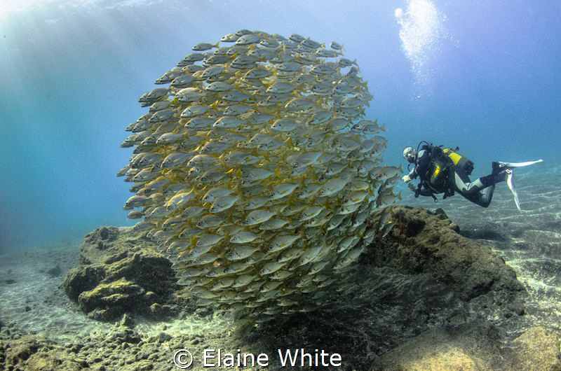 Diver with schooling roncadores, Alcala, Tenerife by Elaine White 