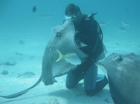 Kissing the Ray. Diver and stingray making friends, Sting... by Peter Fields 