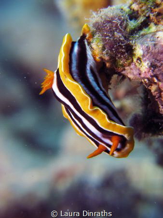 Chromodoris quadricolor nudibranch by Laura Dinraths 