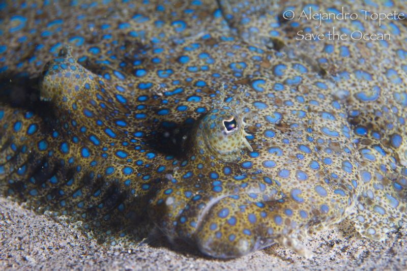 Lenguado close up, Isla del Coco by Alejandro Topete 