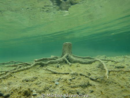 Tree stump by Martina Kluvancova 