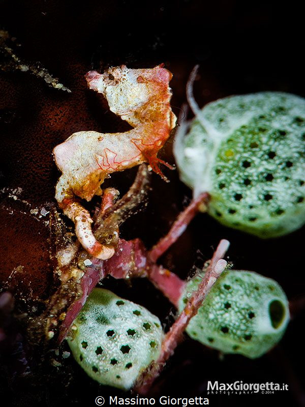 Ponthoi sea horse by Massimo Giorgetta 