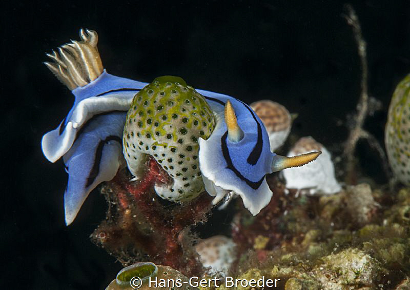 Chromodoris lochi
Bunaken islands, Sulawesi, by Hans-Gert Broeder 