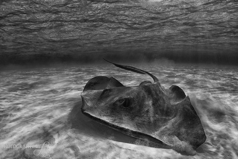 Sting Ray sand bar at sunrise, 17mm Tokina lens, Iso 125,... by Ledean Paden 
