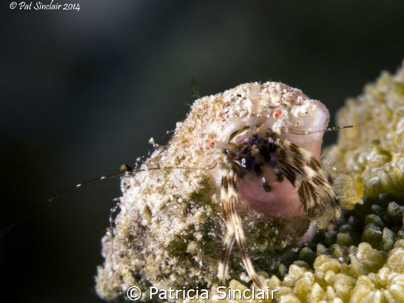 Another shot from the shore dive with Nina Baxa.  She poi... by Patricia Sinclair 
