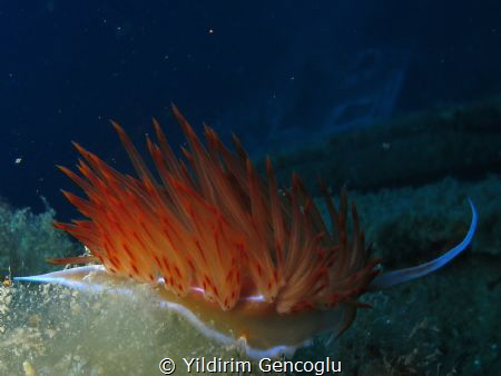 Godiva nudi and Coastguard wreck at Sigacık/Turkey by Yildirim Gencoglu 