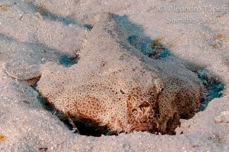 Bat Fish Veracruz Mexico by Alejandro Topete 