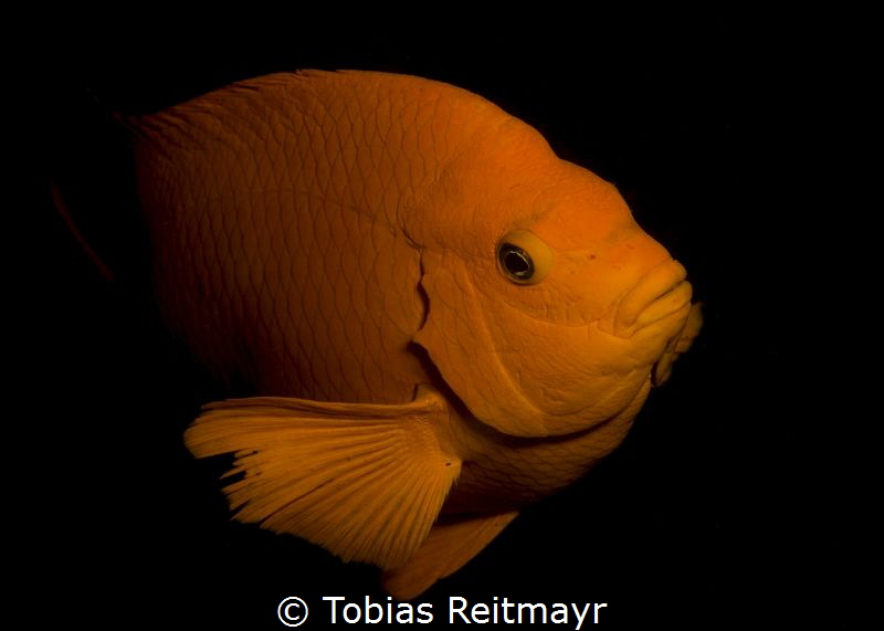And another one from the Garibaldi, La Jolla Cove, San Diego by Tobias Reitmayr 