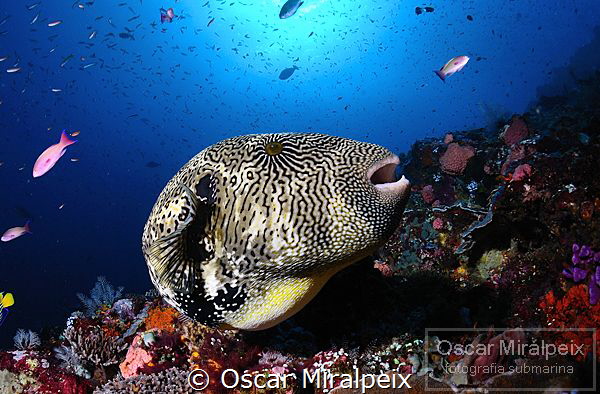 pufferfish by Oscar Miralpeix 
