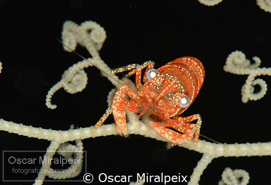 basketstar shrimp by Oscar Miralpeix 