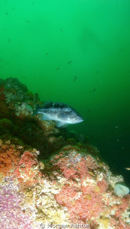 Rockfish in Monterey by Morgan Ashton 