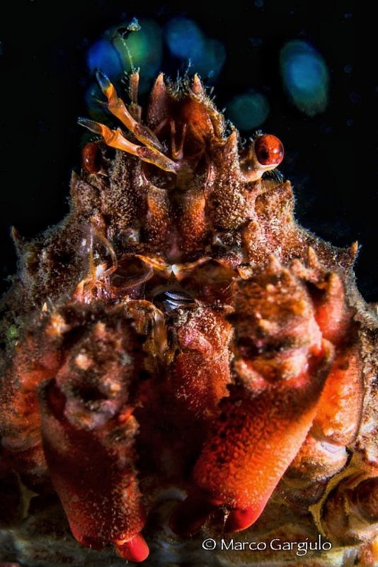 Red Crab by Marco Gargiulo 