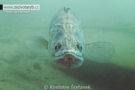 Face to face again :) by Rostislav Štefánek 