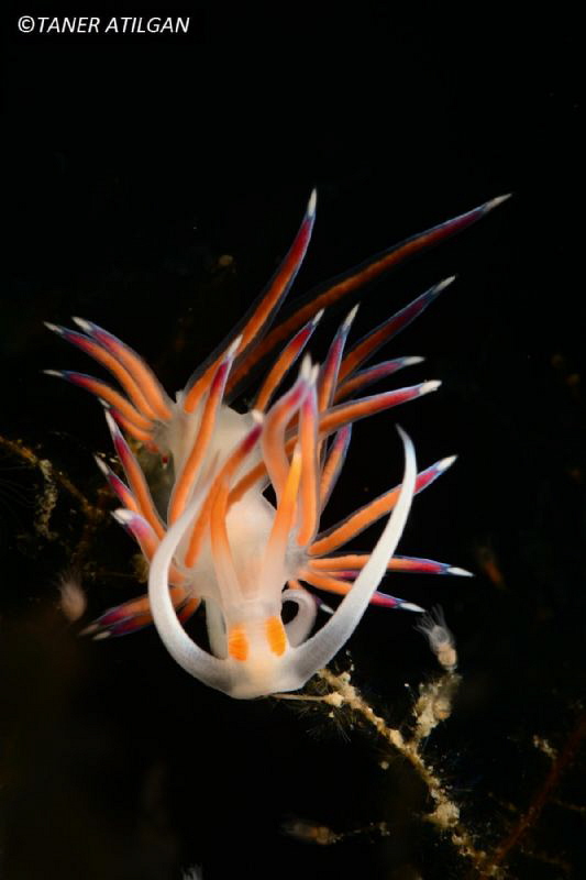 Nudi from Bodrum/Turkey by Taner Atilgan 