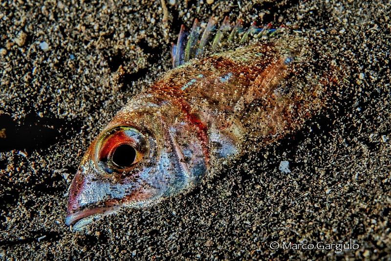 Buried fish, night dive by Marco Gargiulo 