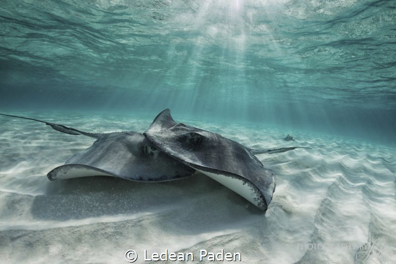 Love, look at the two of us! by Ledean Paden 