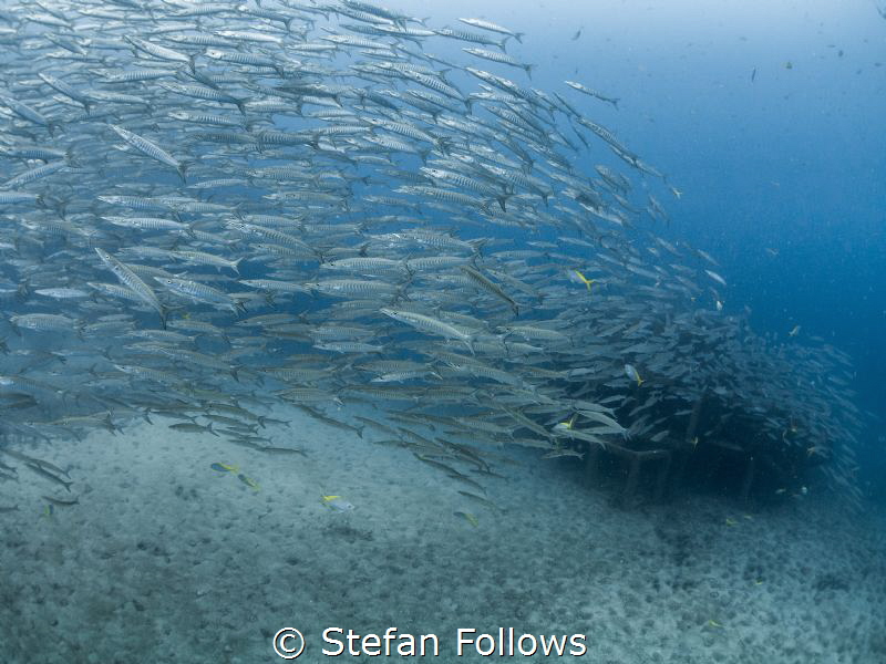Rise ... Chevron Barracuda - Sphyraena qenie. Sail Rock, ... by Stefan Follows 