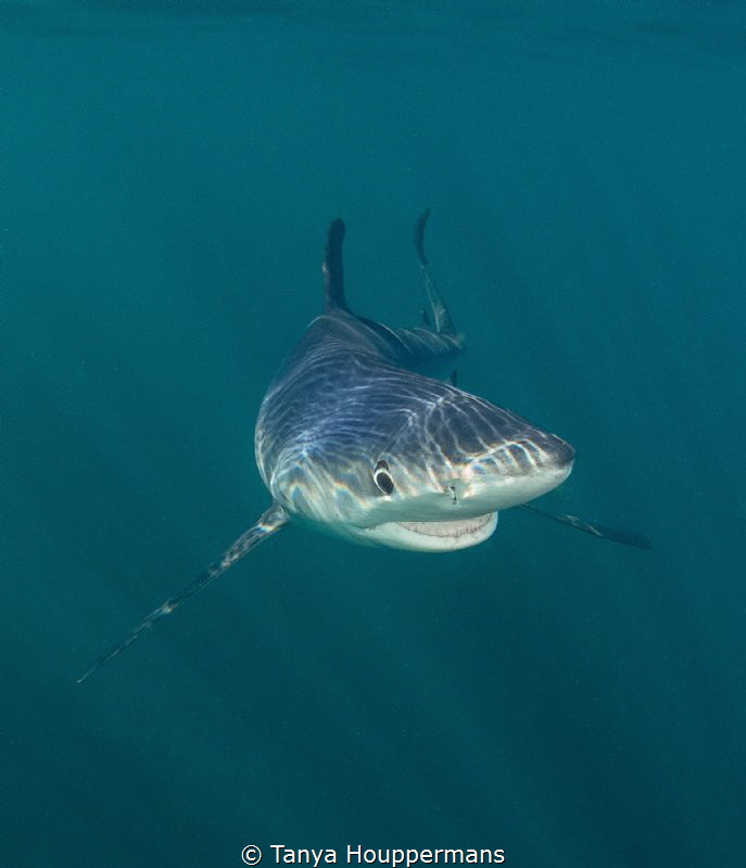 Smiling Blue Shark
A blue shark off the coast of Rhode I... by Tanya Houppermans 