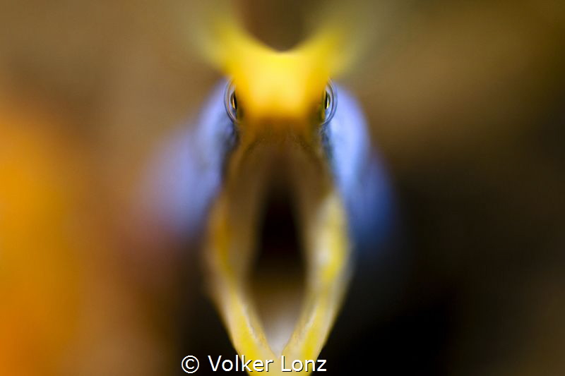 Blue Ribbon Eel by Volker Lonz 