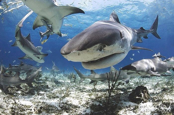 Emma in for a visit at Tiger Beach - Bahamas by Steven Anderson 