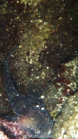 A translucent Sculpin I found near the shore. 

Hood Ca... by Matt Jensen 