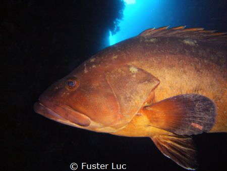 I shoot this picture in the spanish natural reserve "Isla... by Fuster Luc 