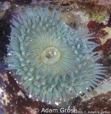 Anemone in a tidepool. La Jolla, CA by Adam Grose 