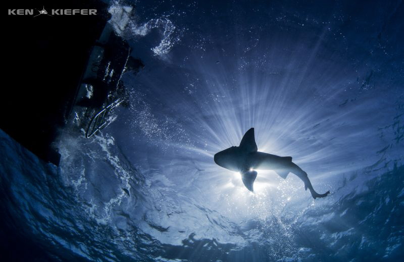Nurse Shark hanging by the dive boat overhead at Tiger Be... by Ken Kiefer 