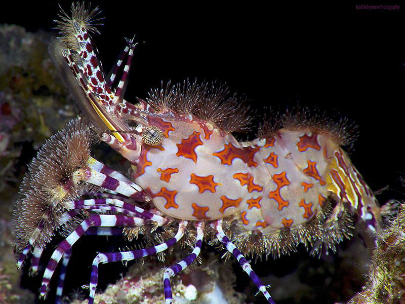 Marble shrimp by Iyad Suleyman 