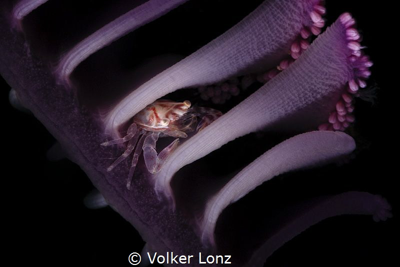 Porcelaincrab in a seapen by Volker Lonz 