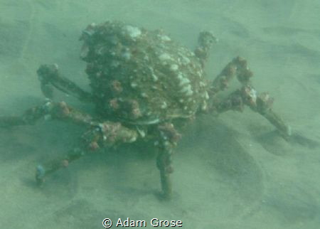 Spotted this guy at the Marine Room, just north of La Jol... by Adam Grose 