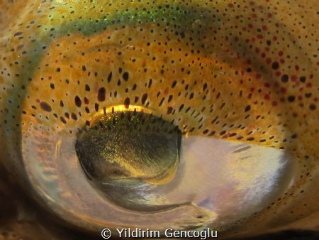 Eye of Squid by Yildirim Gencoglu 