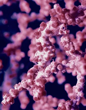 Pygmy Seahorse in Bali with a Nikonous RS. by David Spiel 