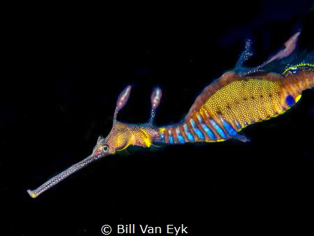 Weedy sea-dragon under Flinders pier by Bill Van Eyk 