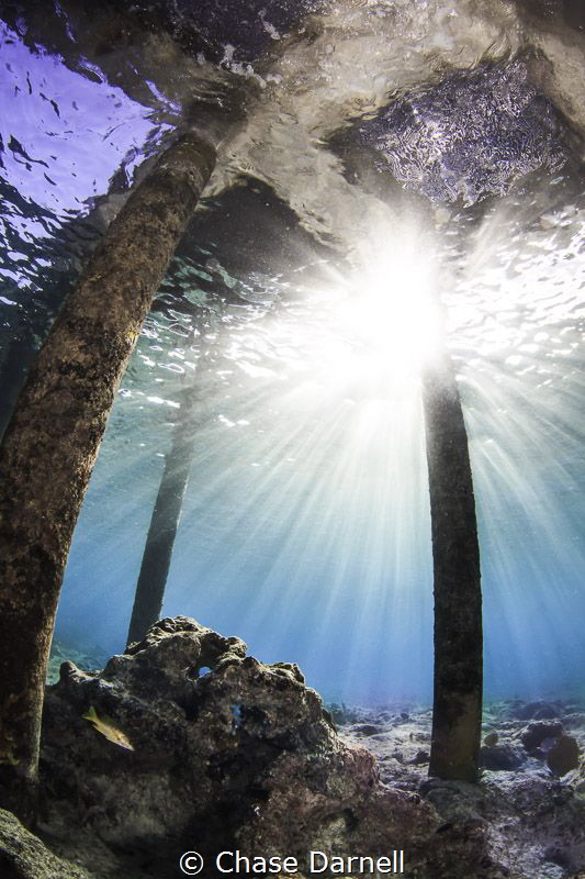 "Last Chance"
Even the end of the dive offers opportunit... by Chase Darnell 