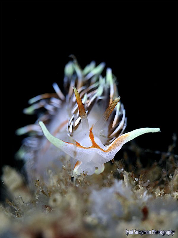 Nudibranch by Iyad Suleyman 