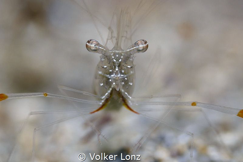 Common prawn / glass prawn by Volker Lonz 